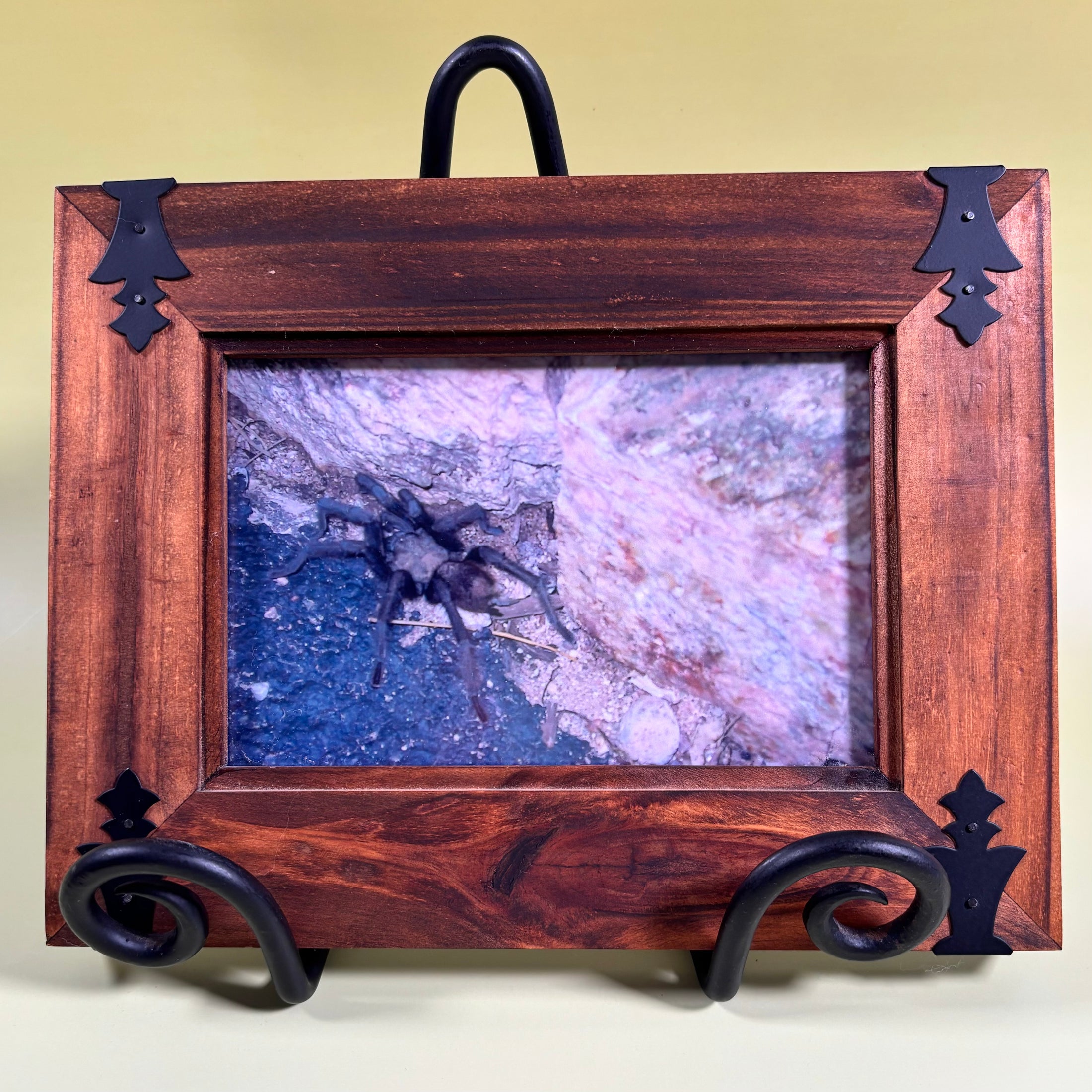 Set of 3 Vintage Framed Photos of Sonoran Desert Animals